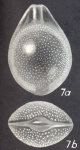 Lagenosolenia confossa McCulloch, 1977 Holotype AHF 775