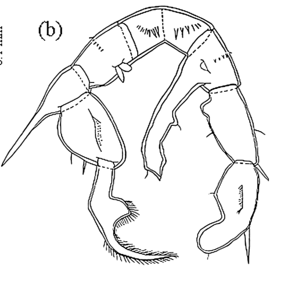 brehmi male P5 ant