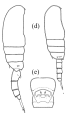 brehmi habitus