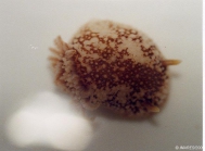 Onchidoris bilamellata (Linnaeus, 1767) 