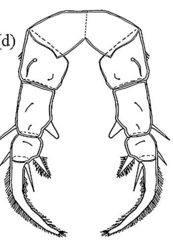 brehmi P5 female