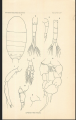 culebrensis Marsh 1913