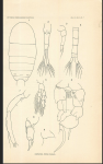culebrensis Marsh 1913