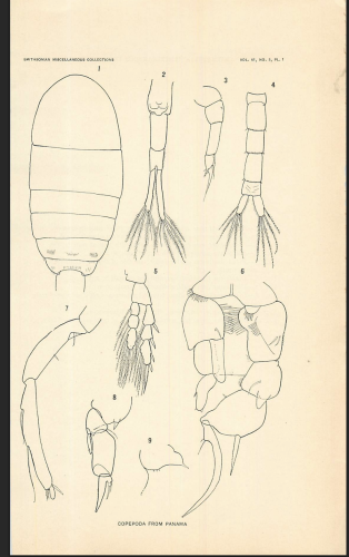 culebrensis Marsh 1913