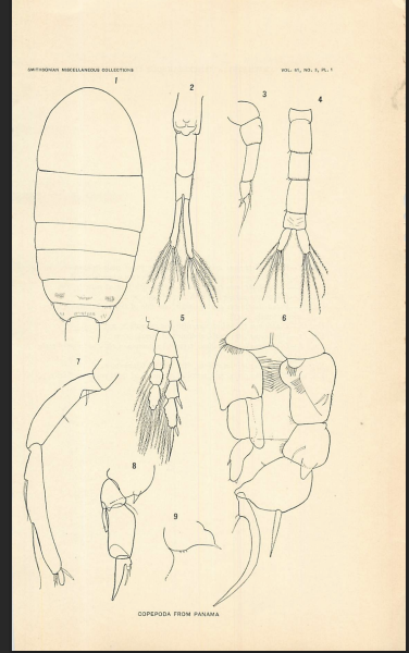 culebrensis Marsh 1913