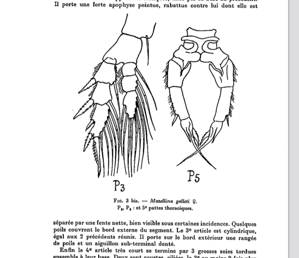 galleti Female P5