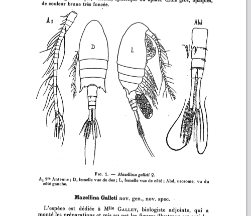 galleti habitus