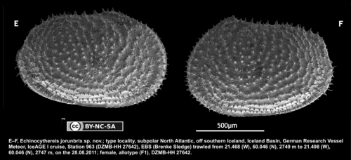 Female paratype of Echinocythereis jorunbrix Brandão &amp; Karanovic, 2015 from original description