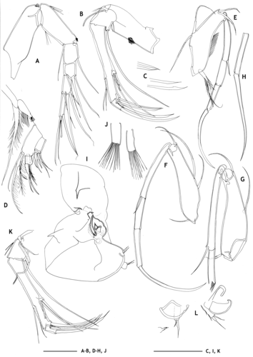 Limbs of the holotype and the paratype of Echinocythereis jorunbrix Brandão &amp; Karanovic, 2015 from original description