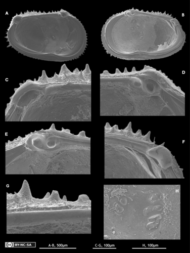 Holotype of Echinocythereis jorunbrix Brandão &amp; Karanovic, 2015 from the original description