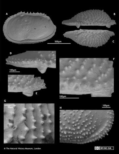 Paralectotypes of Cythere irpex Brady, 1880