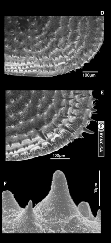 Holotype (D-E) and paratype (F) of Echinocythereis jorunbrix Brandão &amp; Karanovic, 2015 from the original description