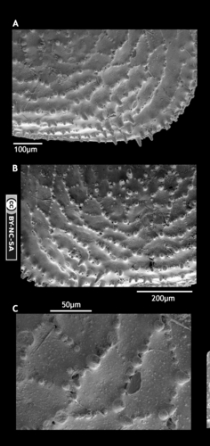 Lectotype of Cythereis echinata Sars, 1866 from Cythereis echinata Sars, 1866 from Brandão &amp; Karanovic, 2015