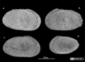 Paralectotypes  of Cythereis echinata Sars, 1866 from Brandão & Karanovic, 2015