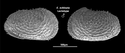 Lectotype of Cythereis echinata Sars, 1866 from Brandão &amp; Karanovic, 2015