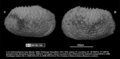  Cythere irpex Brady, 1880 - non types from the type locality