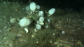 Sympagella delauzei