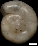 Gyroidinoides nitida (Reuss, 1845)