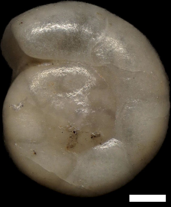 Gyroidinoides nitida (Reuss, 1845)