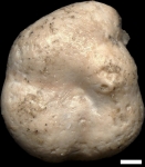 Hechtina antiqua (Reuss, 1863)
