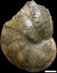 Lenticulina discrepans (Reuss, 1863)