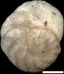 Osangularia schloenbachi (Reuss, 1863)