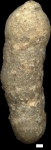 Arenodosaria antipodum (Stache, 1864)