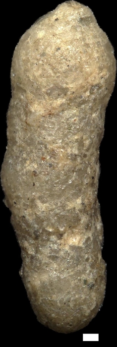 Arenodosaria antipodum (Stache, 1864)