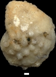 Lenticulina mamilligera (Karrer, 1864)