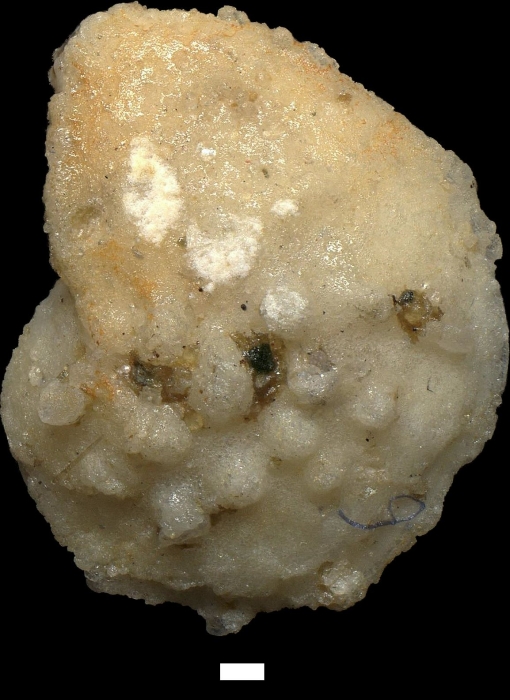 Lenticulina mamilligera (Karrer, 1864)