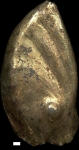 Planularia dentata (Karrer, 1867)