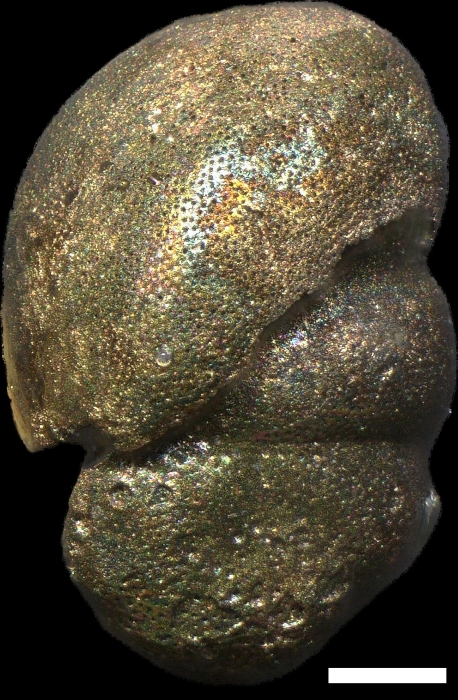 Baggina arenaria (Karrer, 1867)