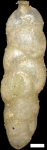 Uvigerina brunnensis Karrer, 1877