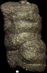 Stylolina lapugyensis Karrer, 1877