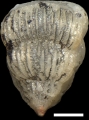 Pseudotextularia elegans (Rzehak, 1891)