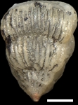 Pseudotextularia elegans (Rzehak, 1891)