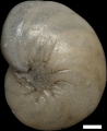 Nonion faba (Fichtel & Moll, 1798)