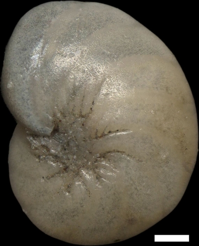 Nonion faba (Fichtel & Moll, 1798)
