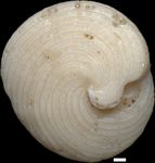 Archaias angulatus (Fichtel & Moll, 1798)