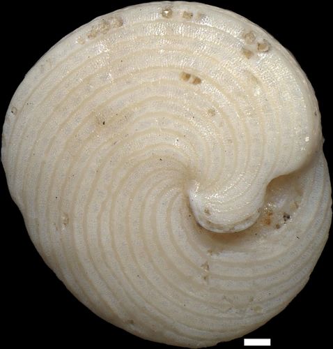 Archaias angulatus (Fichtel & Moll, 1798)
