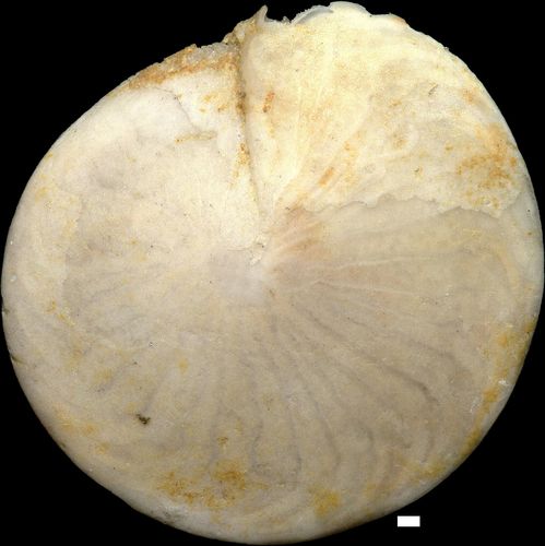 Amphistegina mammilla (Fichtel & Moll, 1798)