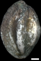 Paralachlanella pilleri Rögl & Briguglio, 2018