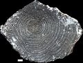 Discocyclina ruppi Less in Rasser et al., 1999