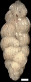Pappina neudorfensis (Toula, 1900)