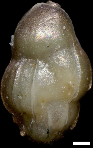Uvigerina popescui Rögl in Cicha et al., 1998