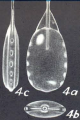 Lagenosolenia ambita, McCulloch, 1977 Holotype (AHF 396) Plate 51 fig.4 drawing 