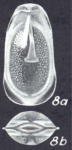 Lagenosolenia amoena McCulloch, 1977 - Holotype AHF 872