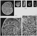 Elphidium ottmanni Margerel, 1968