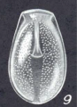 Lagenosolenia amoeniformis Mc Culloch, 1977 Holotype AHF 873