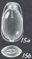 Lagenosolenia angelensis - Holotype (AHF 783) off Angel de la Guarda Island, 46 fms.